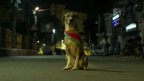 Ohh My Dog Still 1