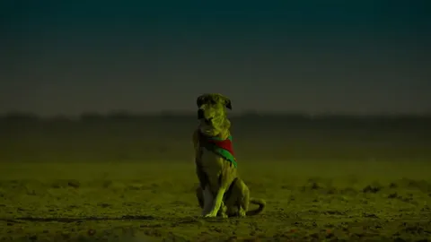 Ohh My Dog Still 3